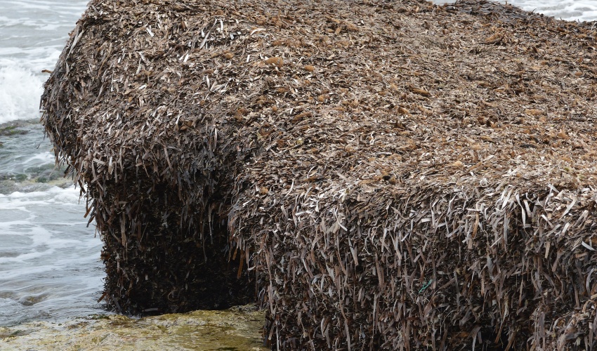 Banquette di Posidonia Oceanica a Santa Margalida, Spagna. Fonte: Ryan Hodnett (Wikimedia)
