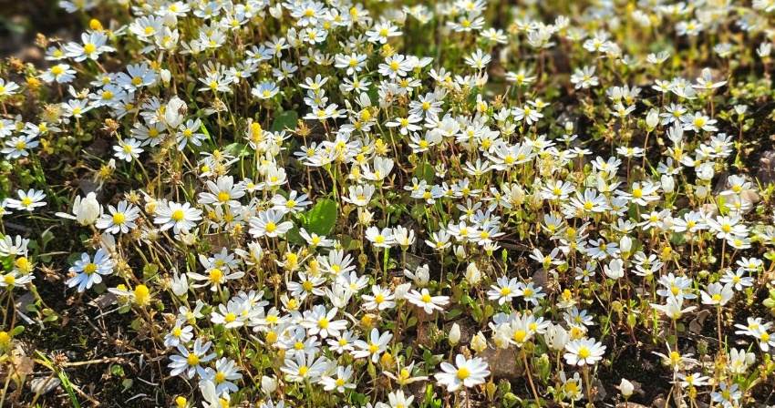 Crediti: Elisabetta Fenu Crediti: Elisabetta Fenu