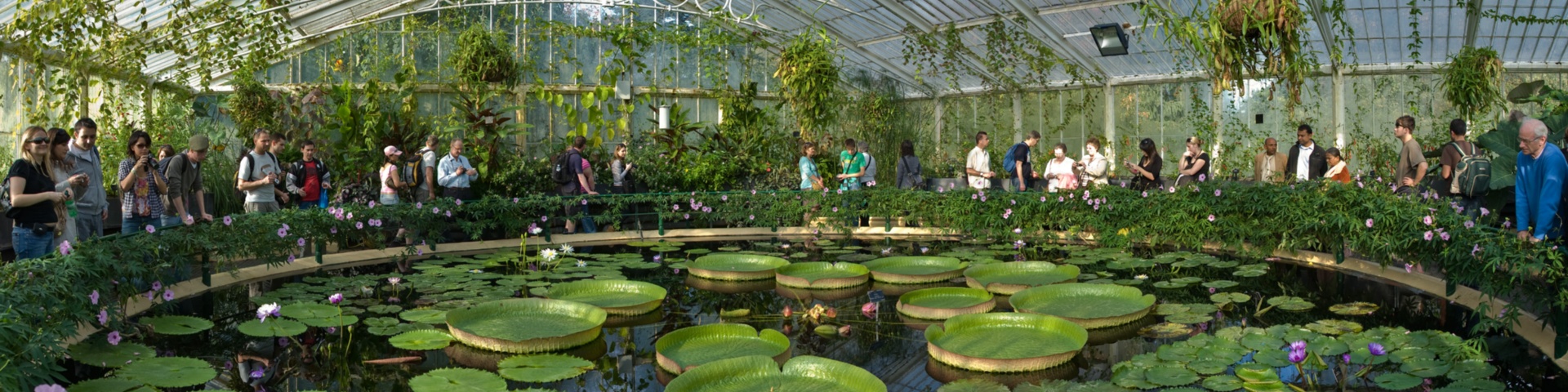 Kew_Gardens_Waterlily_House_-_Sept_2008 Kew_Gardens_Waterlily_House_-_Sept_2008