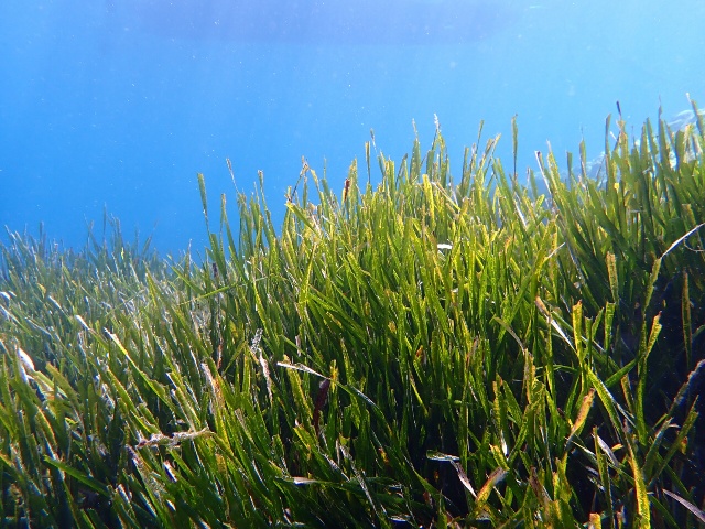 Prateria di Posidonia Oceanica a La Ciotat, Francia. Fonte: Frédéric Ducarme (Wikimedia) Prateria di Posidonia Oceanica a La Ciotat, Francia. Fonte: Frédéric Ducarme (Wikimedia)