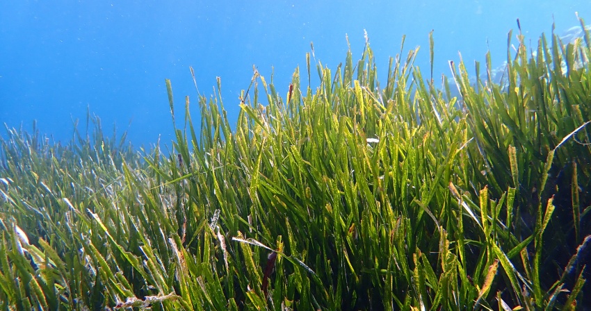 Prateria di Posidonia Oceanica a La Ciotat, Francia. Fonte: Frédéric Ducarme (Wikimedia) Prateria di Posidonia Oceanica a La Ciotat, Francia. Fonte: Frédéric Ducarme (Wikimedia)