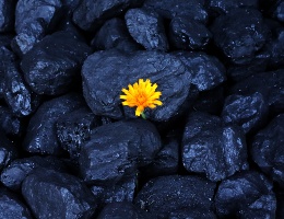 flower-coal-yellow-fuel-carbon-dioxide-organic-1418551-pxhere.com flower-coal-yellow-fuel-carbon-dioxide-organic-1418551-pxhere.com