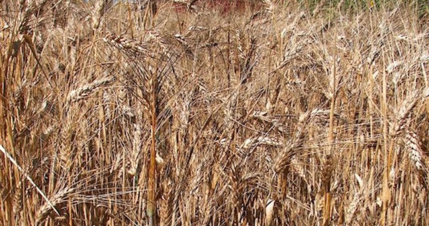 trebbiatura trebbiatura