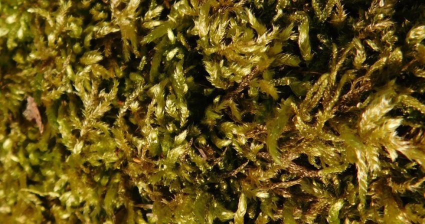 tree-plant-leaf-flower-moss-food-537654-pxhere.com tree-plant-leaf-flower-moss-food-537654-pxhere.com