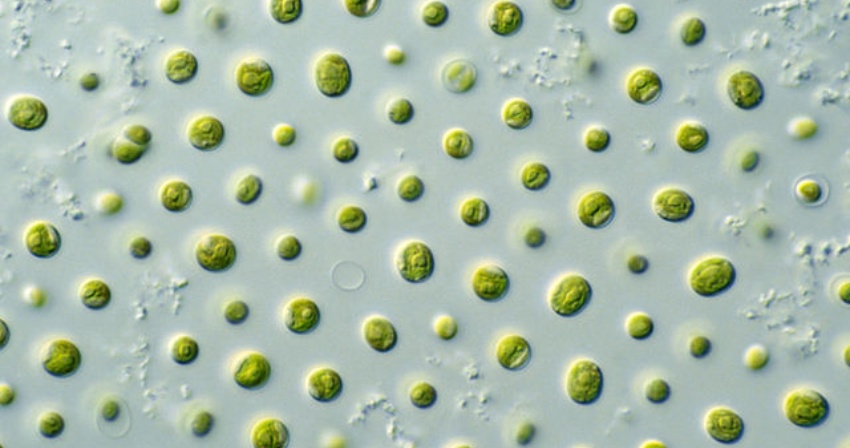 CSIRO_ScienceImage_10697_Microalgae CSIRO_ScienceImage_10697_Microalgae